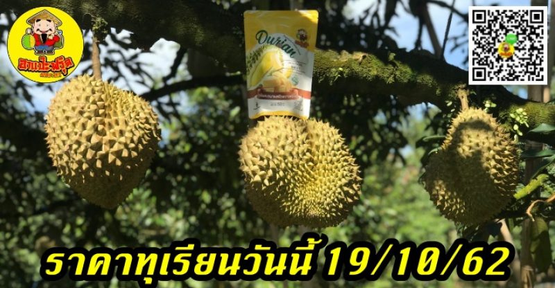 ราคาทุเรียนวันนี้ 19/10/62