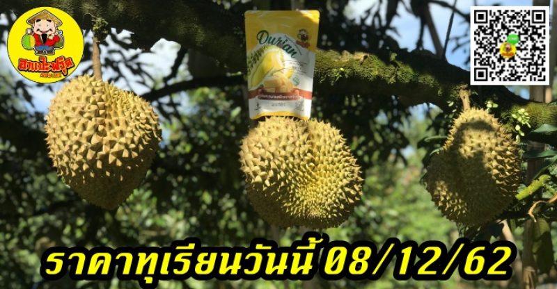 ราคาทุเรียนวันนี้ 08/12/62