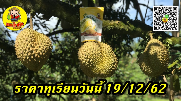 ราคาทุเรียนวันนี้ 19/12/62