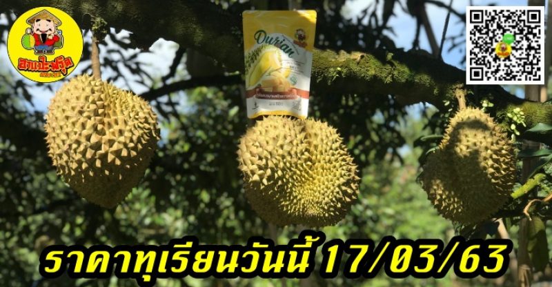 ราคาทุเรียนวันนี้ 17/03/63