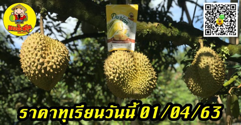 ราคาทุเรียนวันนี้ 01/04/63