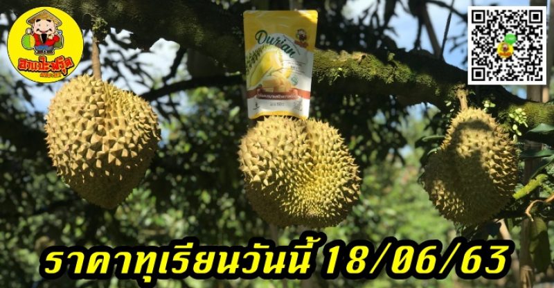 ราคาทุเรียนวันนี้ 18/06/63