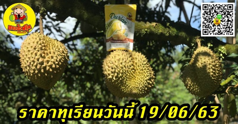 ราคาทุเรียนวันนี้ 19/06/63