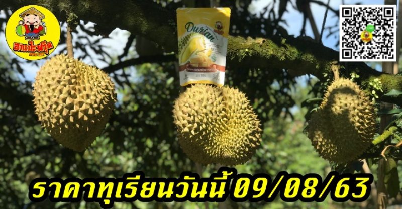 ราคาทุเรียนวันนี้ 09/08/63