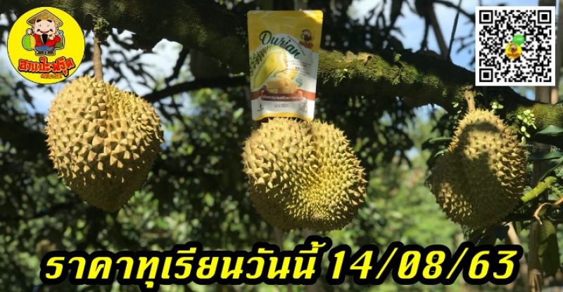 ราคาทุเรียนวันนี้ 14/08/63