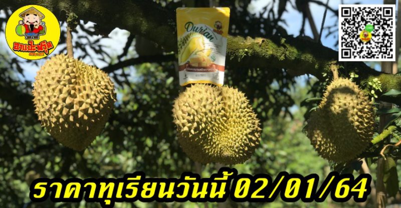 ราคาทุเรียนวันนี้ 02/01/64