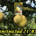 ราคาทุเรียนวันนี้ 21/03/64