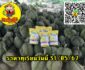 ราคาทุเรียนวันนี้ 31/05/67